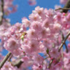 Meet your Posher, Xiao jin